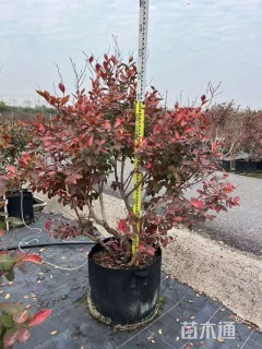 高度100厘米蓝莓