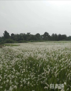 高度60厘米白茅