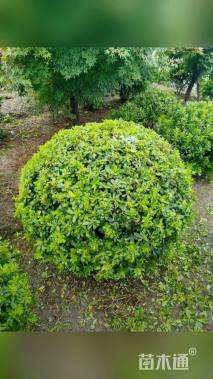 冠幅120厘米海桐球