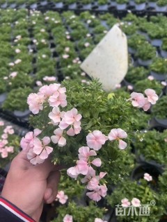 高度10厘米福禄考