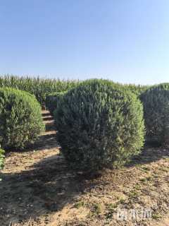 高度120厘米塔桧球