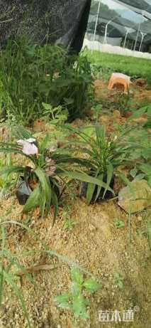 高度15厘米翠芦莉