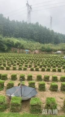 草块状马尼拉草