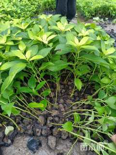 高度20厘米八仙花