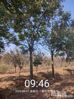 14公分黄山栾树