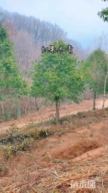 13公分红果冬青