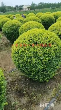 冠幅80厘米金叶女贞球