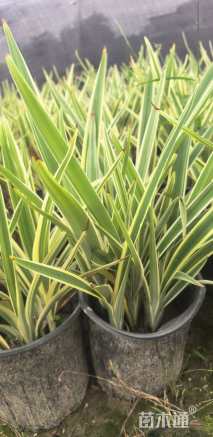 高度30厘米山菅兰