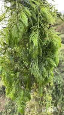 高度3厘米金鱼藻