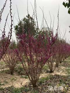 高度300厘米丛生紫荆