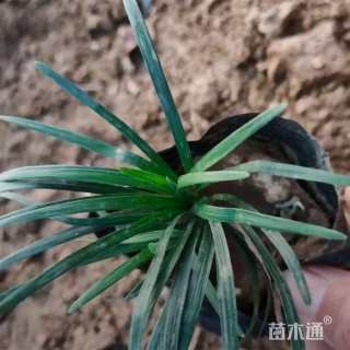 高度13厘米麦冬