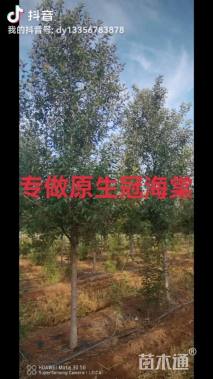 8公分北美海棠