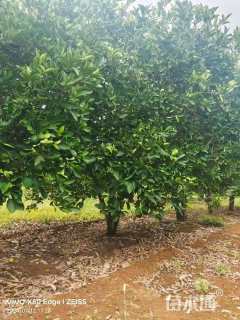 12公分橘树