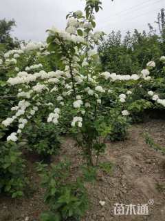 高度150厘米绣球荚蒾