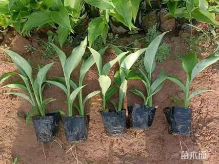 高度30厘米美人蕉