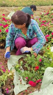 高度30厘米丰花月季