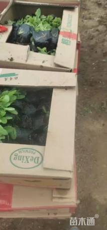 高度10厘米鼠尾草