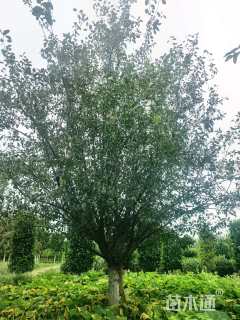 20公分绚丽海棠