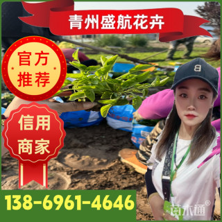 高度10厘米紫花地丁