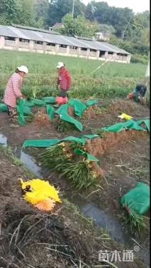 高度30厘米兰花