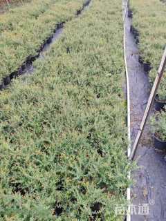 高度20厘米冬青先令球