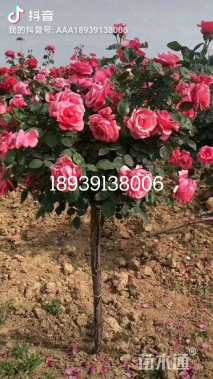 高度1800厘米月季