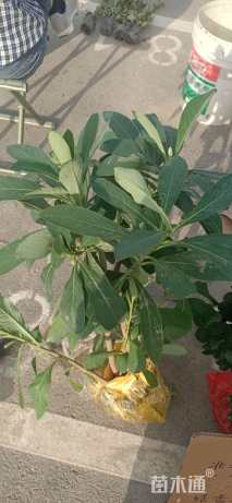 高度40厘米结香