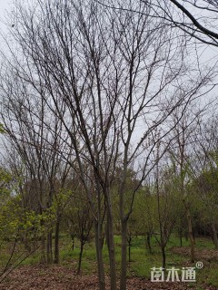 原生苗丛生榉树