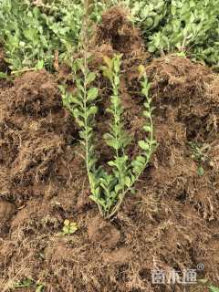 高度60厘米卫矛