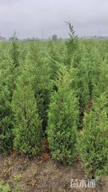 高度70厘米蜀桧