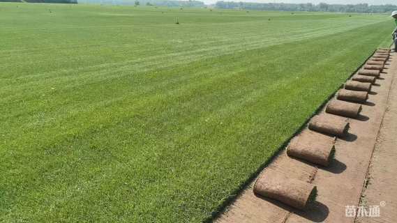 草卷状马尼拉草