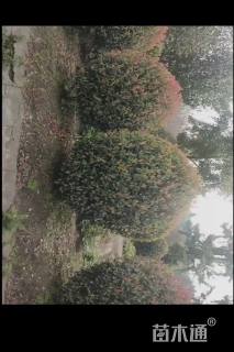 冠幅180厘米红叶石楠球