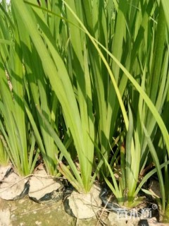 高度20厘米黄菖蒲