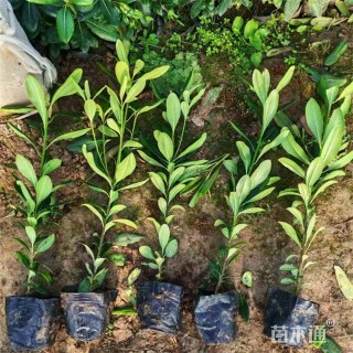 高度55厘米海桐小苗