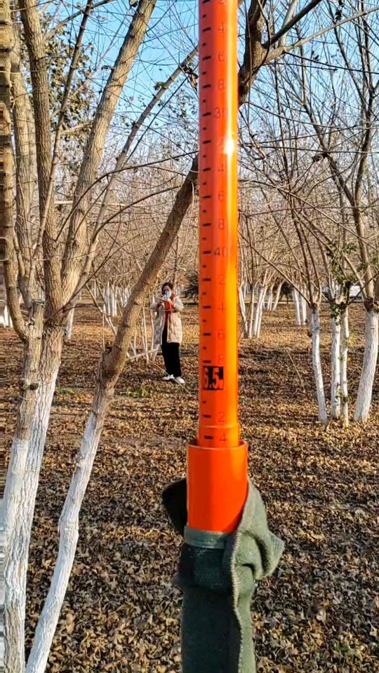 高度600厘米丛生元宝枫