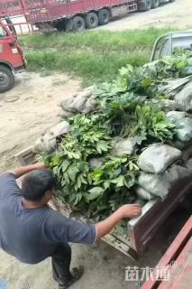 高度40厘米八角金盘