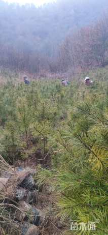 高度150厘米白皮松