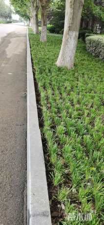 高度14厘米麦冬