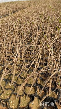 40厘米五叶地锦