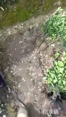 高度70厘米大叶黄杨