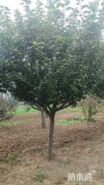 12公分日本晚樱