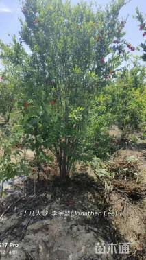 高度300厘米果石榴