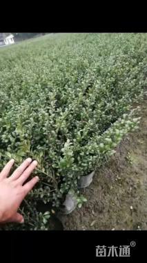 高度30厘米龟甲冬青小苗