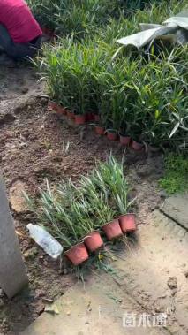 高度50厘米翠芦莉