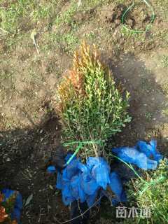 高度50厘米小叶黄杨