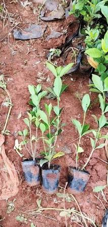 高度20厘米大叶栀子