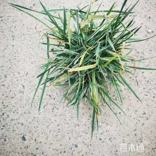 高度5厘米花叶燕麦草