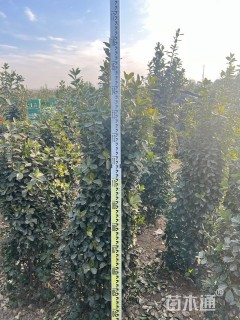 高度120厘米大叶黄杨柱