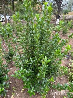 高度50厘米大叶黄杨