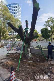 树木支撑固定器